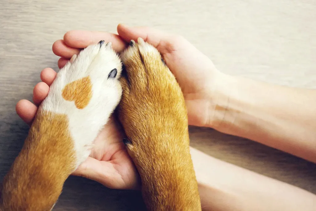 A pair of hands holding a pair of dogs paws